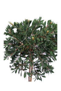 Callistemon Citrinus Splendens Alberello v24 egarden.store online