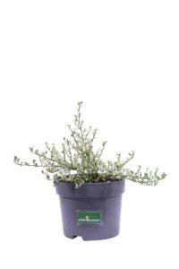 Ceanothus Impressus Cool Blue v17 egarden.store 1 Ceanothus Impressus Cool Blue v17 egarden.store online