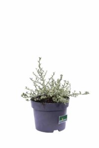 Ceanothus Impressus Cool Blue v17 egarden.store 2 Ceanothus Impressus Cool Blue v17 egarden.store online