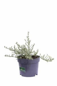 Ceanothus Impressus Cool Blue v17 egarden.store 3 Ceanothus Impressus Cool Blue v17 egarden.store online