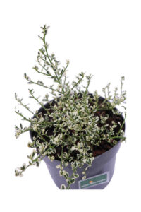 Ceanothus Impressus Cool Blue v17 egarden.store 4 Ceanothus Impressus Cool Blue v17 egarden.store online