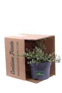 Ceanothus Impressus Cool Blue v17 egarden.store 5 Ceanothus Impressus Cool Blue v17 egarden.store online