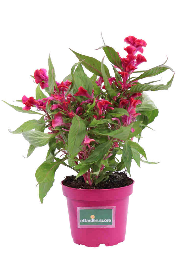 Celosia Argentea Cristata Rosa v12 egarden.store online