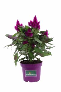 Celosia Argentea Plumosa Viola v12 egarden.store online