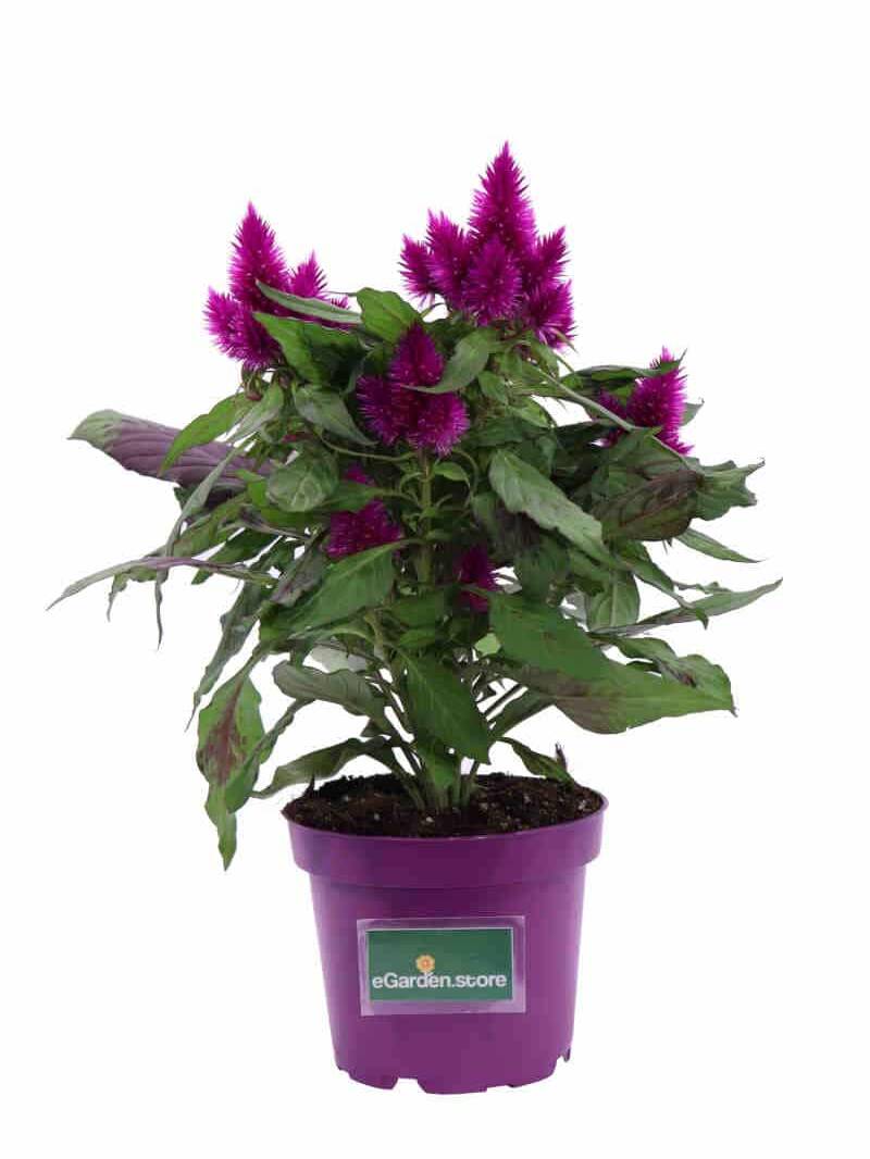 Celosia Argentea Plumosa Viola v12 egarden.store online