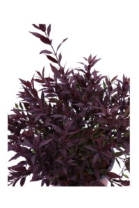 Deutzia Gracilis Nikko