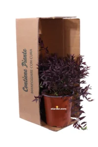 Deutzia Gracilis Nikko v.19 egarden.store online