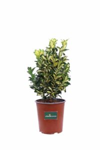 Euonymus Japonicus Gold Queen v.19 egarden.store online