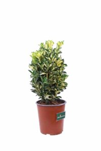 Euonymus Japonicus Gold Queen v.19 egarden.store online