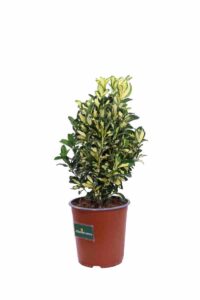 Euonymus Japonicus Gold Queen v.19 egarden.store online