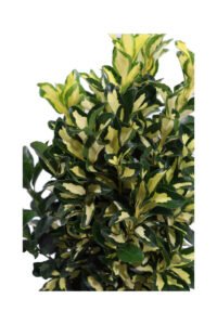 Euonymus Japonicus Gold Queen v.19 egarden.store online