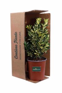 Euonymus Japonicus Gold Queen v.19 egarden.store online