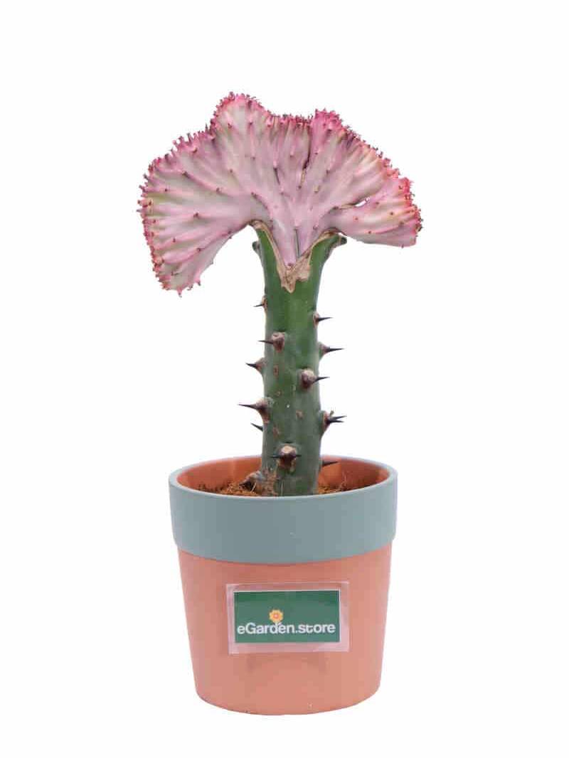 Euphorbia Lactea Rose v13 egarden.store online