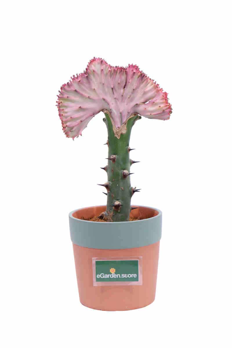 Euphorbia Lactea Rose - Vivaio Online eGarden
