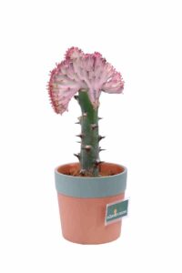 Euphorbia Lactea Rose v13 egarden.store online