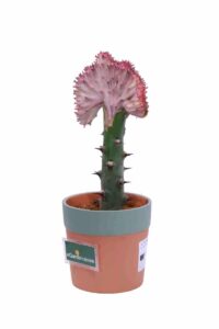 Euphorbia Lactea Rose v13 egarden.store online