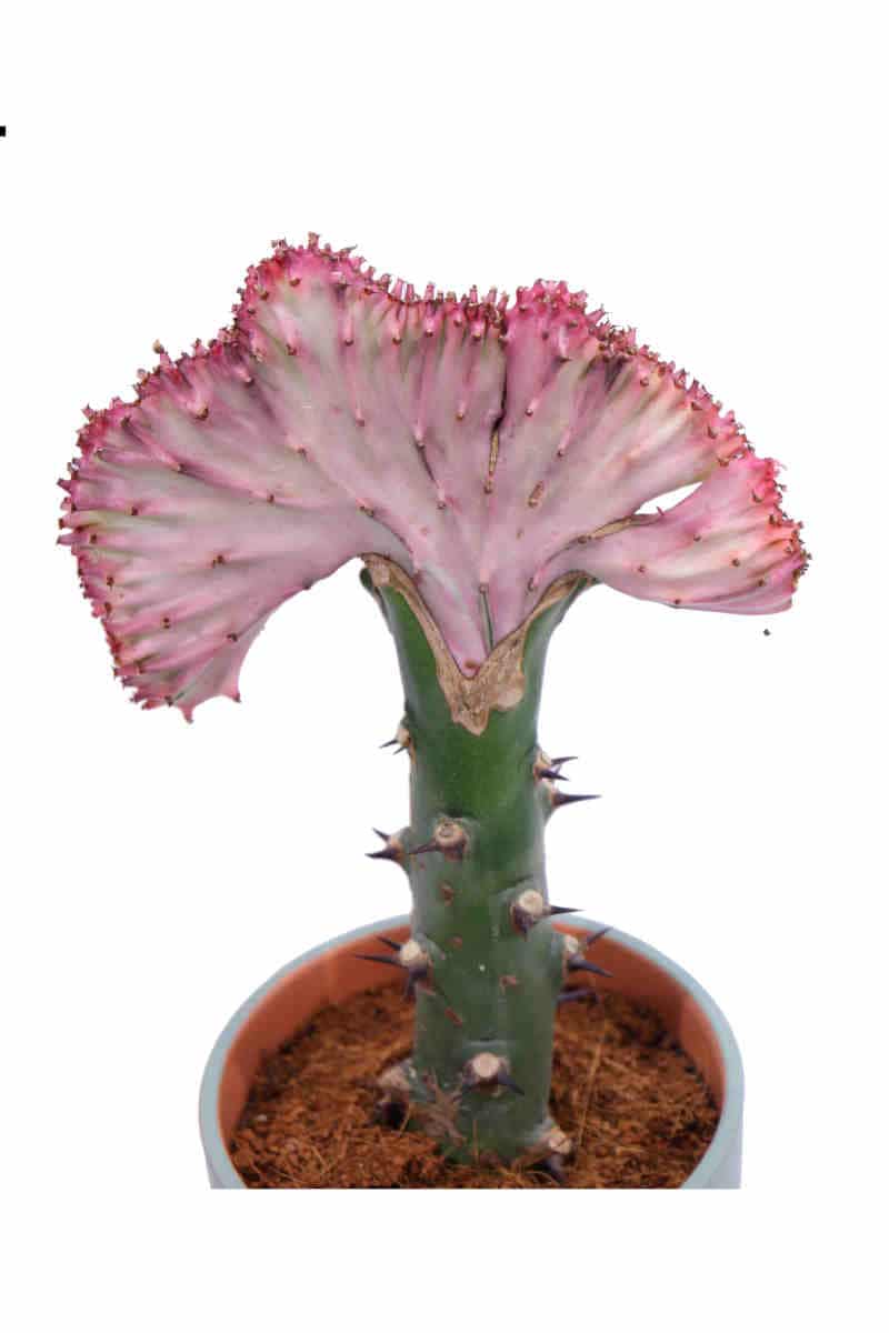 Euphorbia Lactea Rose v13 egarden.store online