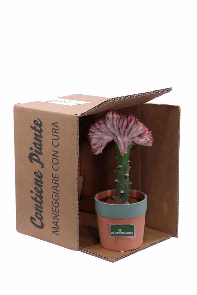 Euphorbia Lactea Rose v13 egarden.store online