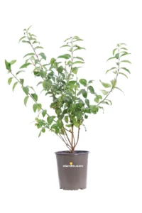 Forsizia - Forsythia X Intermedia Lynwood v19 egarden.store online