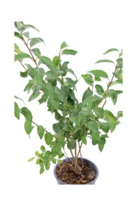 Forsizia - Forsythia X Intermedia Lynwood v19 egarden.store online