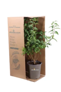 Forsizia - Forsythia X Intermedia Lynwood v19 egarden.store online