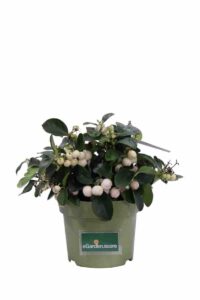 Gaultheria Procumbens Big Berry Bianca v12 egarden.store online