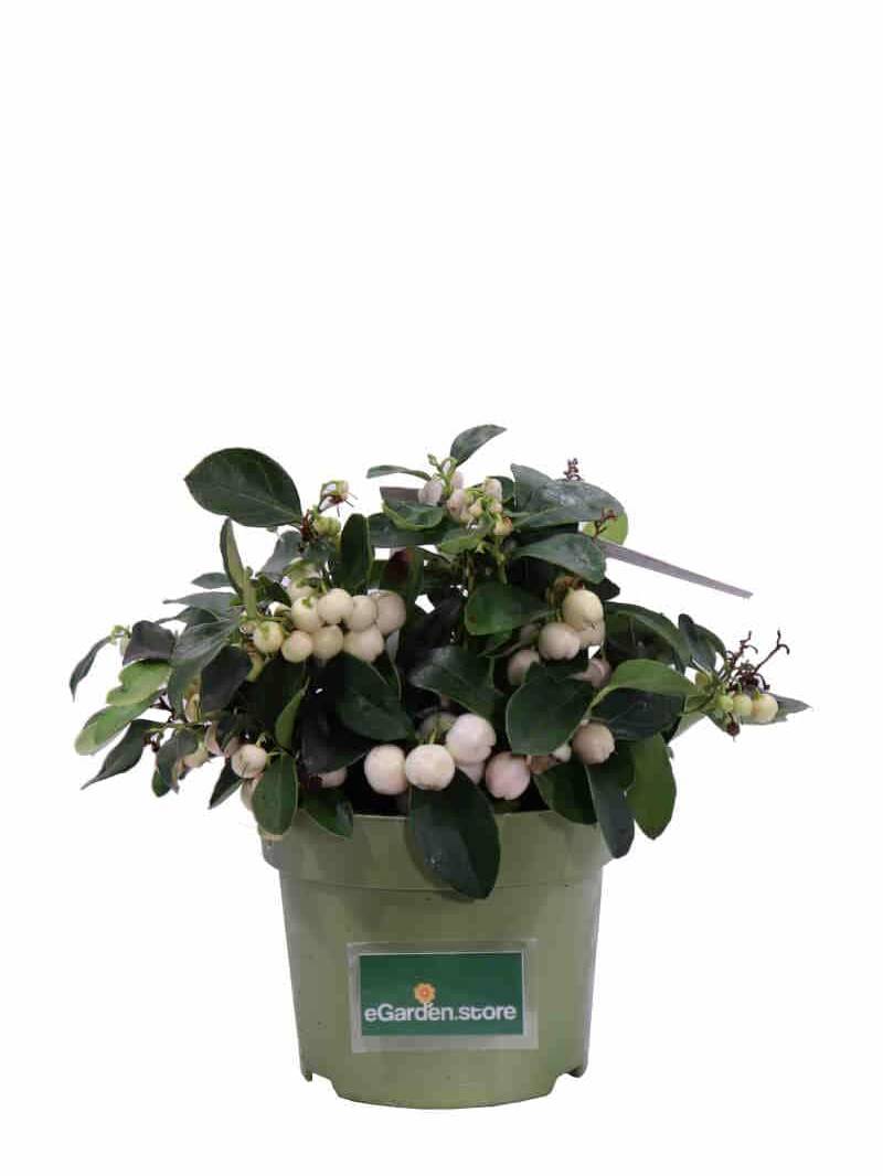 Gaultheria Procumbens Big Berry Bianca v12 egarden.store online