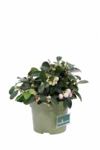 Gaultheria Procumbens Big Berry Bianca v12 egarden.store online