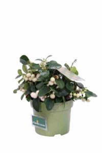 Gaultheria Procumbens Big Berry Bianca v12 egarden.store online