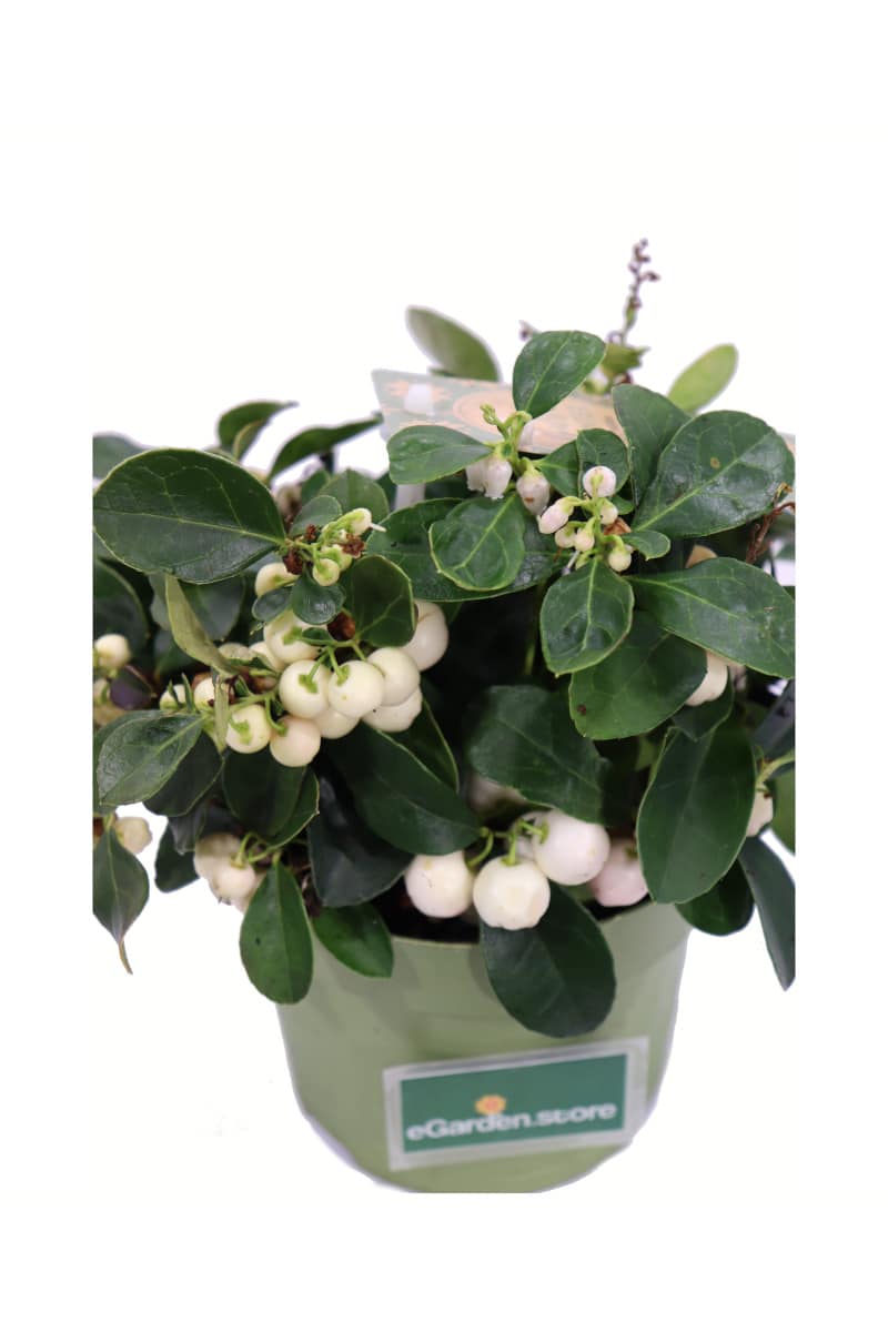 Gaultheria Procumbens Big Berry Bianca v12 egarden.store online