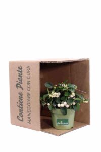 Gaultheria Procumbens Big Berry Bianca v12 egarden.store online