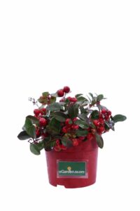 Gaultheria Procumbens Big Berry Glitter v12 egarden.store online