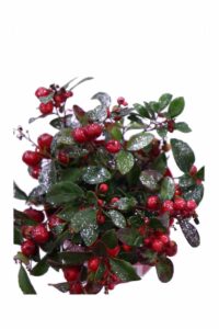 Gaultheria Procumbens Big Berry Glitter v12 egarden.store online
