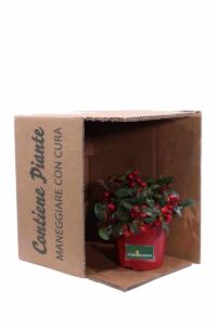 Gaultheria Procumbens Big Berry Glitter v12 egarden.store online