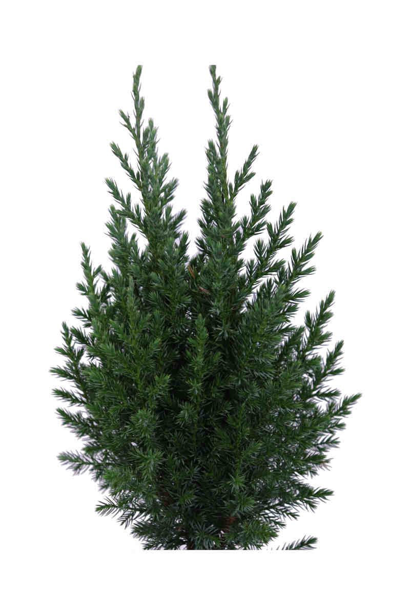 Juniperus Chinensis Stricta v13 egarden.store online