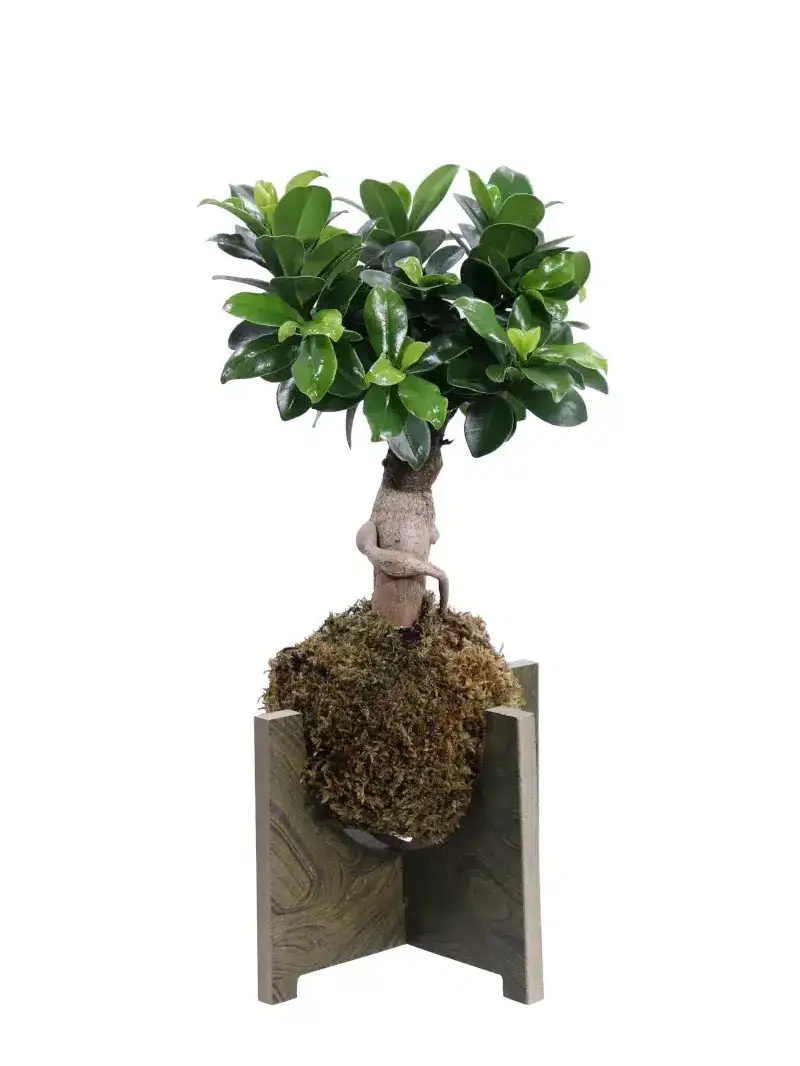 Kokedama Ficus Ginseng High egarden.store online