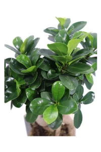 Kokedama Ficus Ginseng High egarden.store online