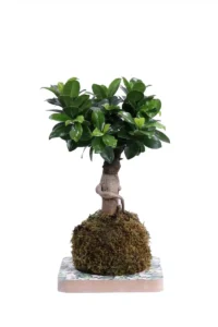 Kokedama Ficus Ginseng egarden.store online