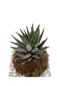 Kokedama Haworthia Fasciata egarden.store online