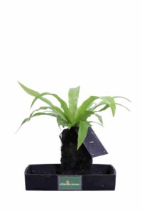 Lova Asplenium Scolopendrium v22 egarden.store online