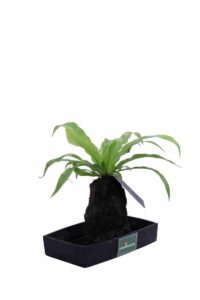 Lova Asplenium Scolopendrium v22 egarden.store online