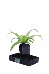 Lova Asplenium Scolopendrium v22 egarden.store online