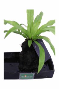 Lova Asplenium Scolopendrium v22 egarden.store online