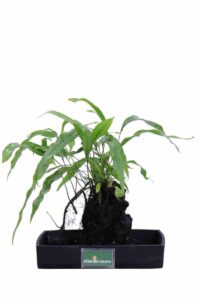 Lova Microsorum Diversifolium v22 egarden.store online