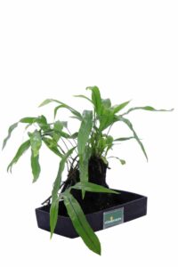 Lova Microsorum Diversifolium v22 egarden.store online