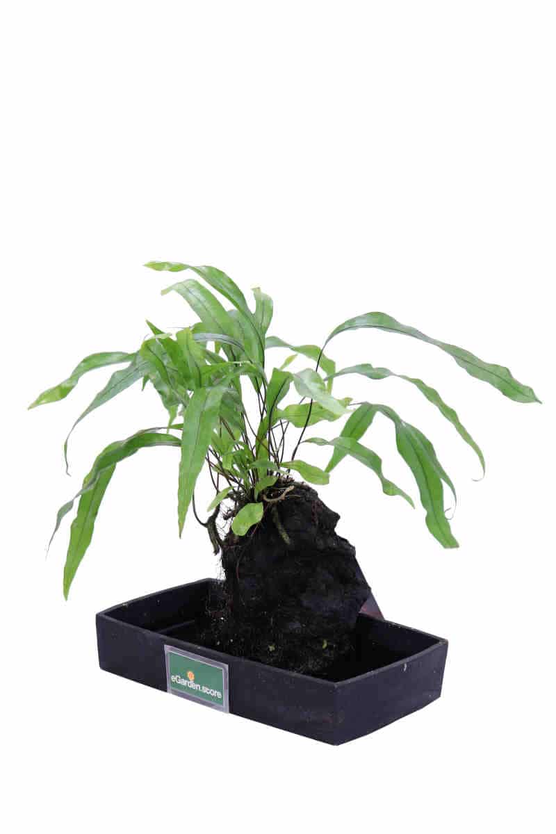 Lova Microsorum Diversifolium v22 egarden.store online