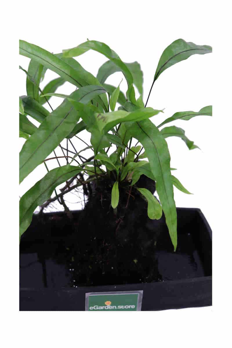Lova Microsorum Diversifolium v22 egarden.store online