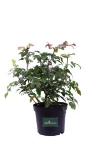 Mahonia Aquifolium v.19 egarden.store online