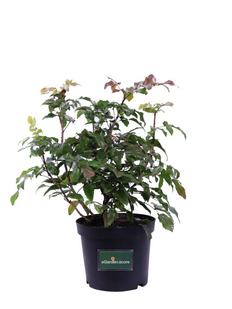 Mahonia Aquifolium v.19 egarden.store online