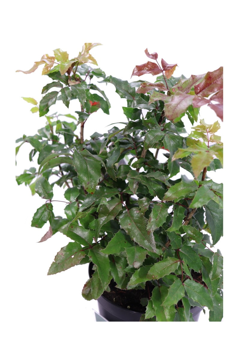 Mahonia Aquifolium v.19 egarden.store online